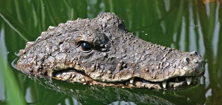 schwimmtier krokodil